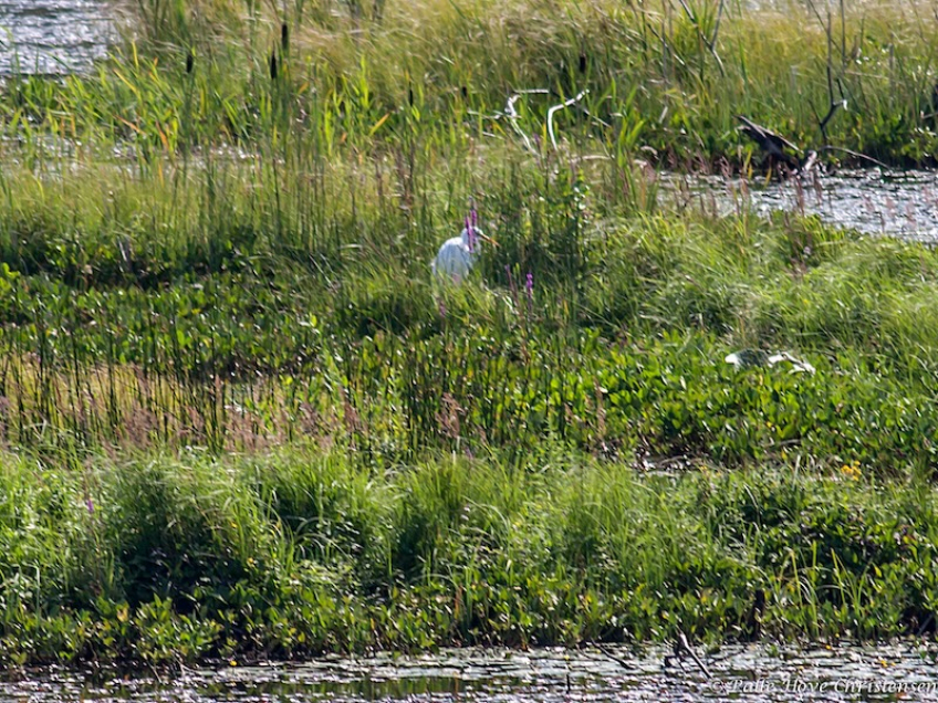Sølvhejre, Svinemosen, Bornholm, Juli 2010