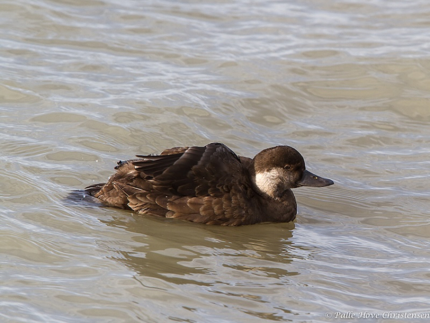 Sortand, Hirtshals, Februar 2013