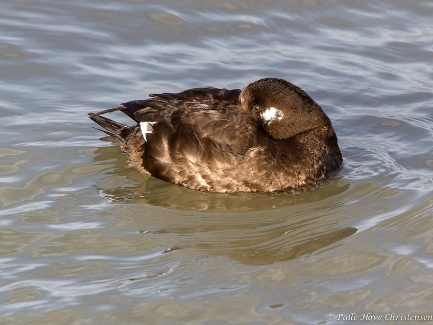 Sortand, Hirtshals, Februar 2013
