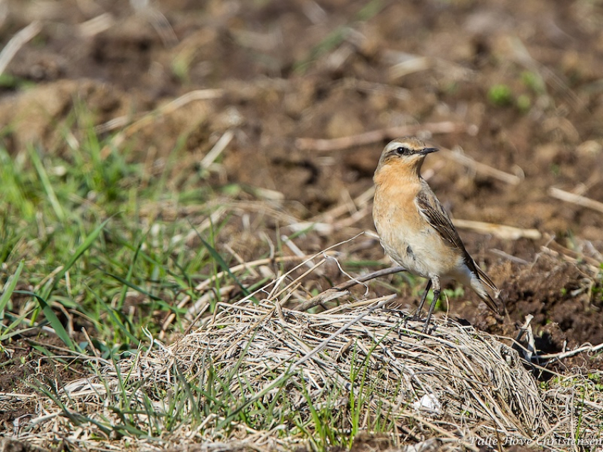 Stenpikker, Grønvej, Lille Vildmose, Maj 2013