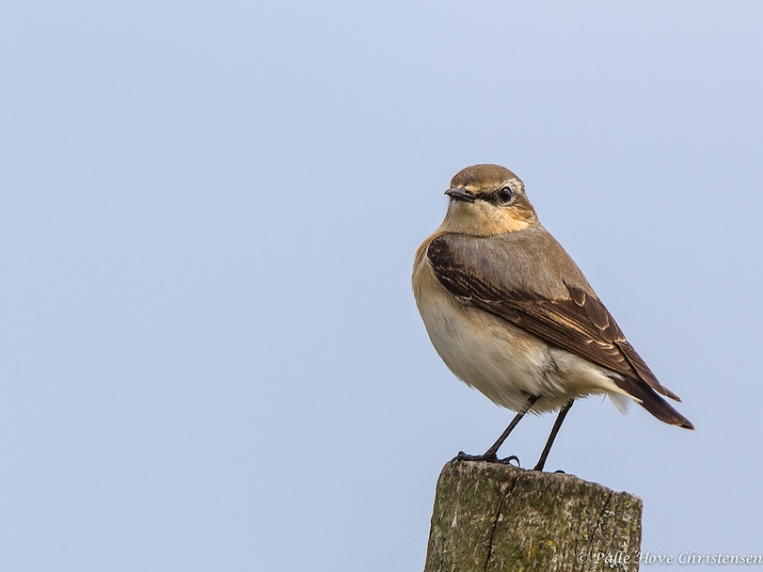 Stenpikker, Grønvej, Lille Vildmose, Maj 2013