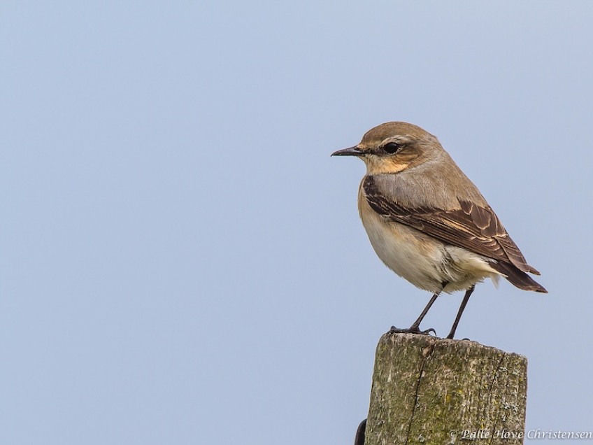 Stenpikker, Grønvej, Lille Vildmose, Maj 2013