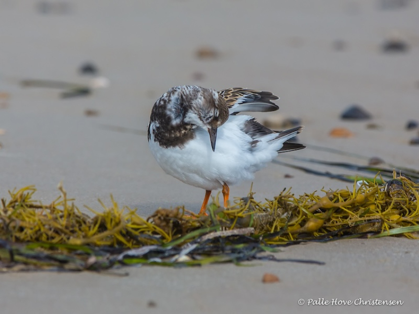 Stenvender, Rødhus Strand, August 2016