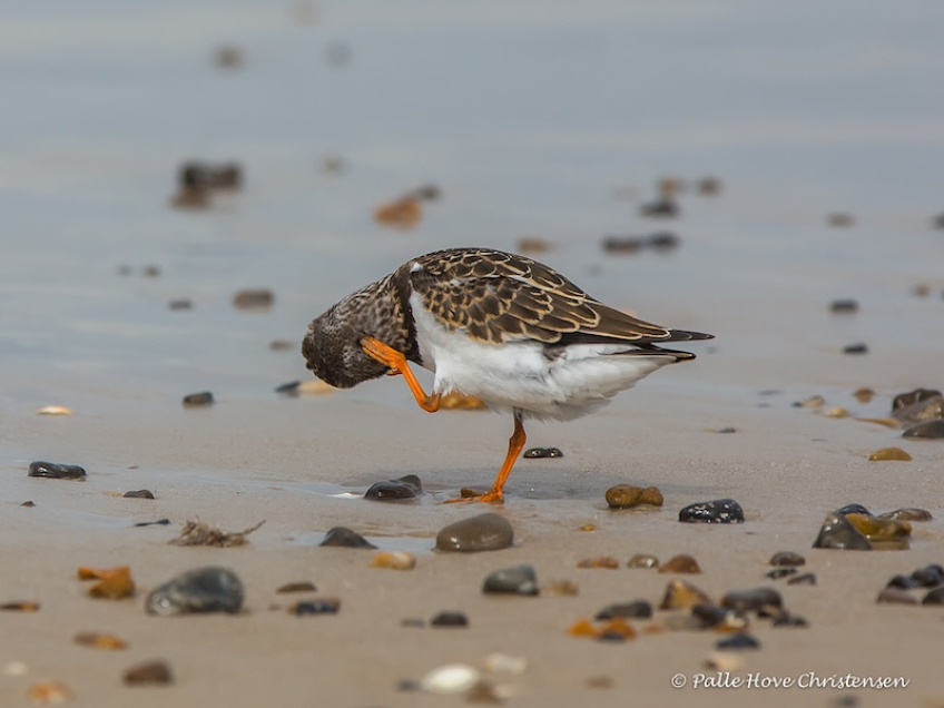Stenvender, Rødhus Strand, August 2016
