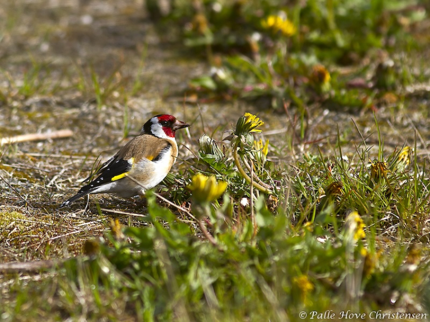 Stillits, Lillesø, Lille Vildmose, Maj 2011
