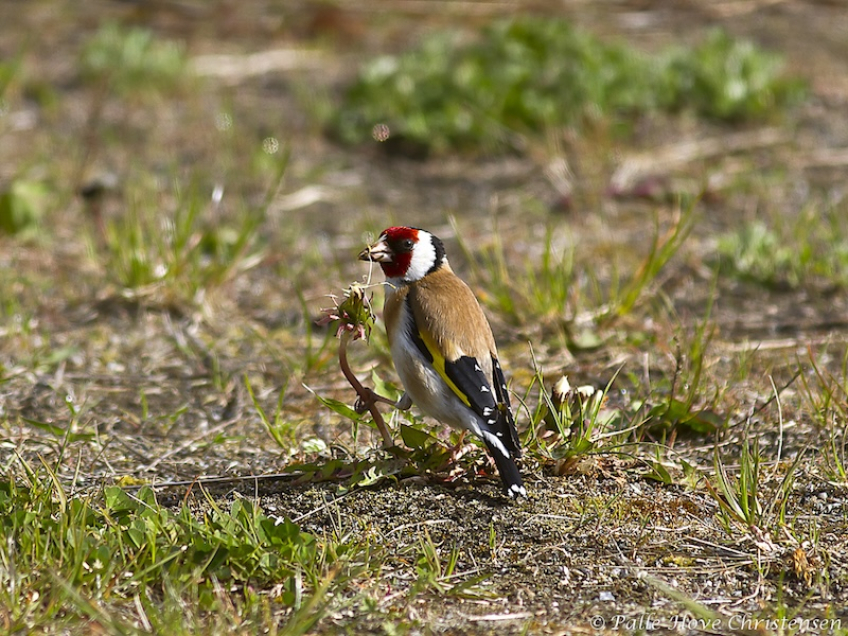 Stillits, Lillesø, Lille Vildmose, Maj 2011