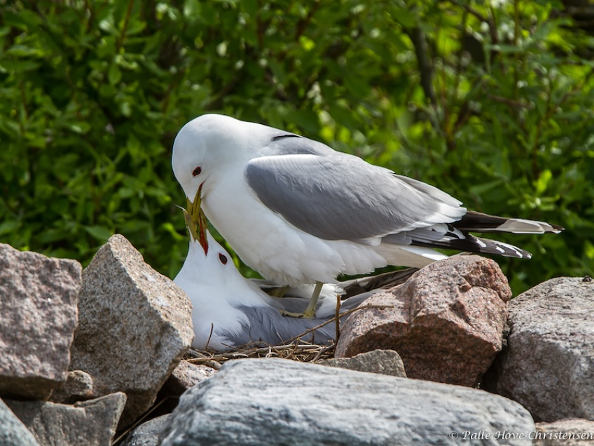 Stormmåge, Hirsholm, Maj 2013