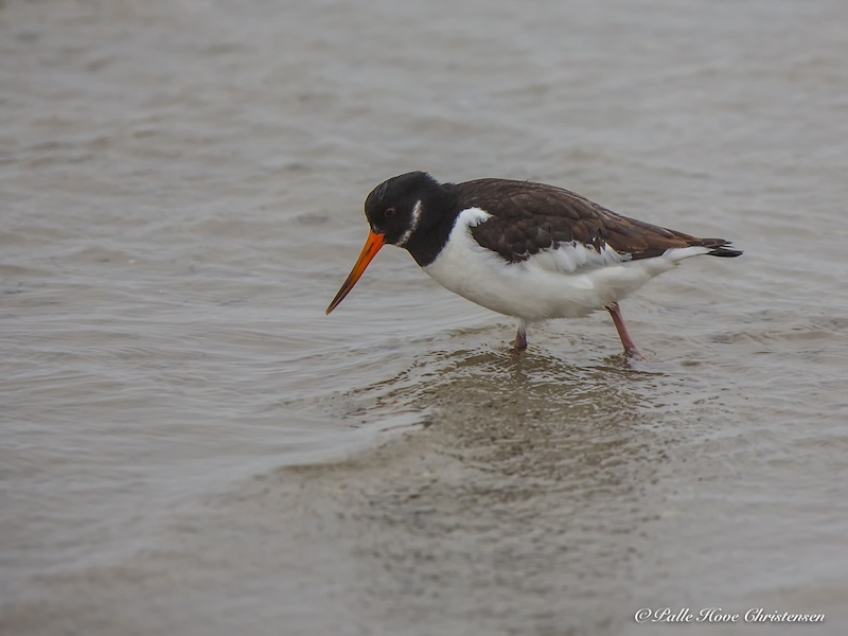 Strandskade, Egense, Februar 2018