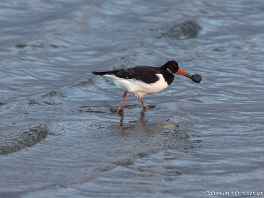 Strandskade, Egense Færgeleje, November 2013