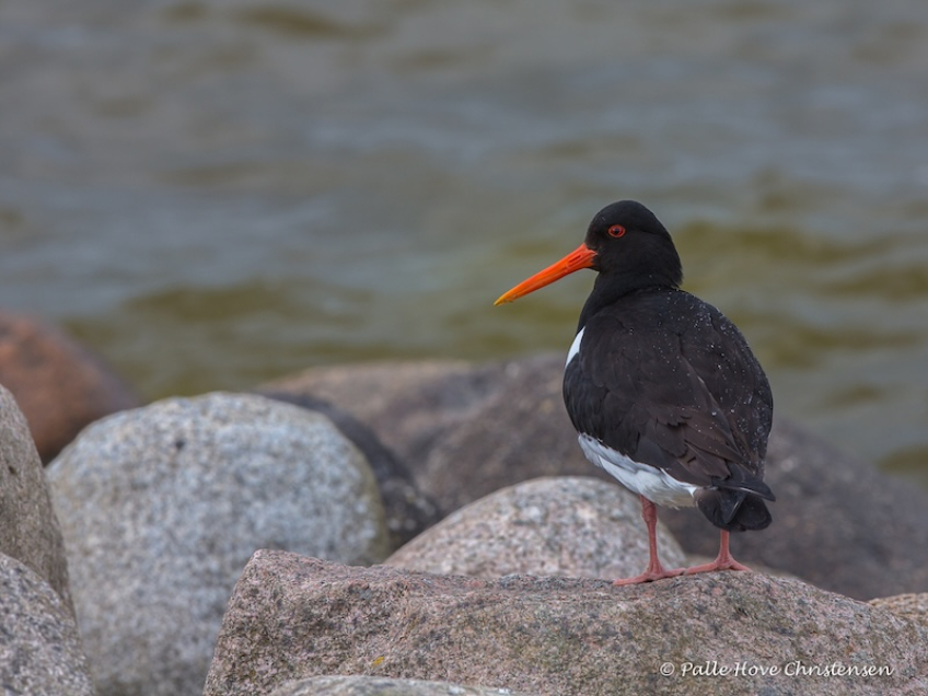 Strandskade, Ulvedybet, Maj 2015