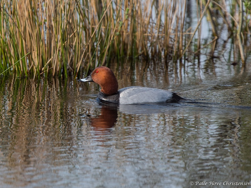 Taffeland, Hegnsvej, Lille Vildmose, April 2014