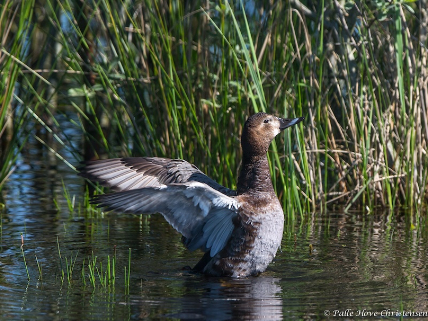 Taffeland, Hegnsvej, Lille Vildmose, Maj 2014