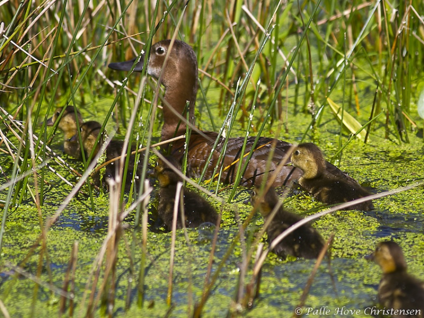 Taffeland, Hegnsvej, Lille Vildmose, Juni 2011