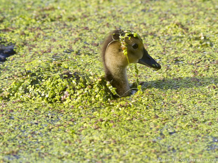 Taffeland, Hegnsvej, Lille Vildmose, Juni 2011