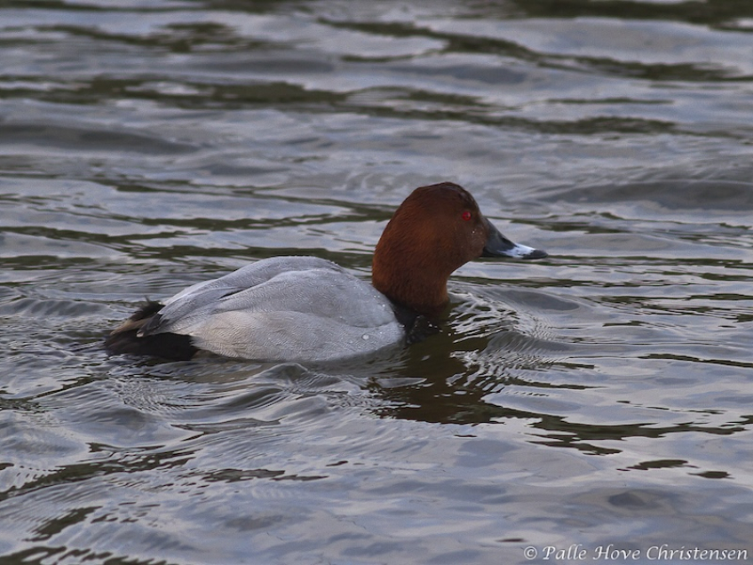 Taffeland, Aalborg Havn, Februar 2012