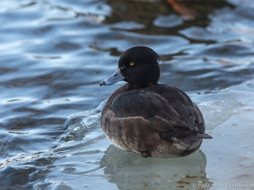 Troldand, Østre Anlæg, Aalborg, Februar 2014