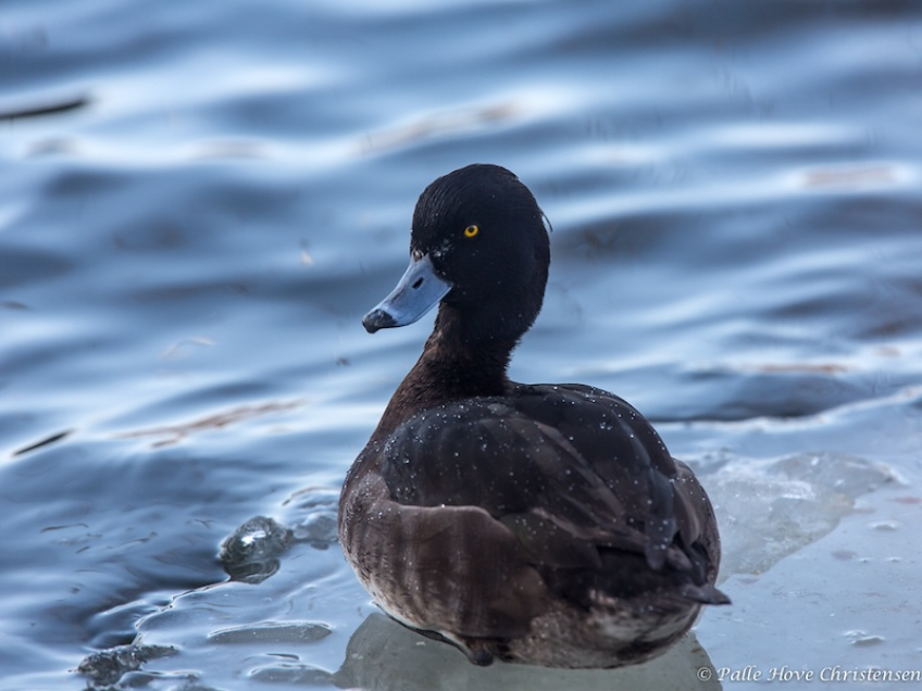 Troldand, Østre Anlæg, Aalborg, Februar 2014