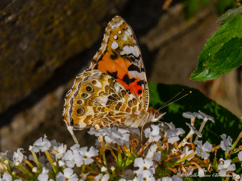 Tidselsommerfugl, Vaarst, August 2019